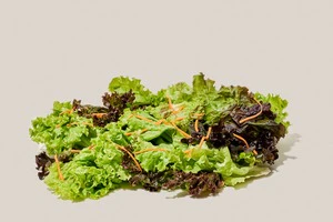 Salada higienizada de alfaces e cenoura orgânicas